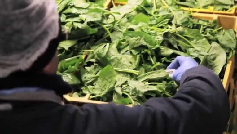 Insalate? Dimmi di sì! Scopri i segreti per preparare gustose ricette a base di verdure
