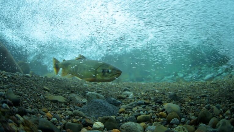 La sorprendente sardina d’acqua dolce: una scoperta incredibile!