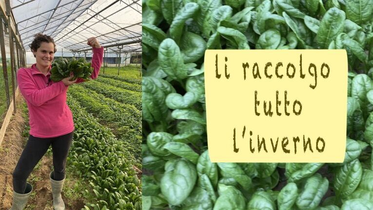 Le sorprendenti varietà di spinaci: scopri le migliori per la tua tavola