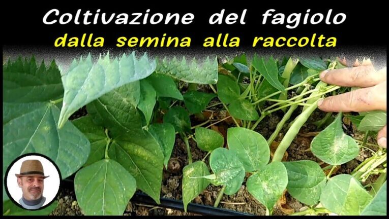 Fagioli Diavoli Neri: Il Segreto per una Cucina Esplosiva!