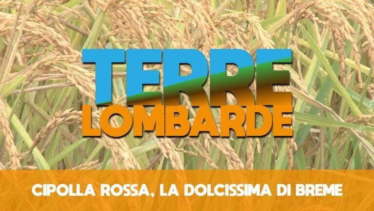 I segreti della cipolla di Breme: ecco dove trovarla!