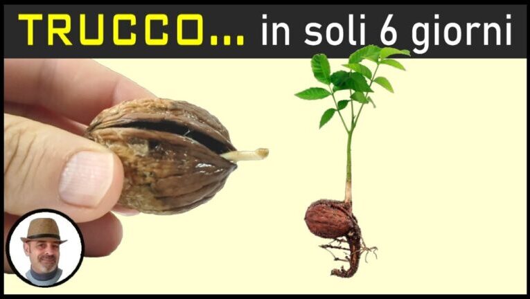 La sorprendente verità sulla noce moscata: un’affascinante frutta secca!