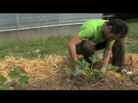 Scopri tutti i segreti della zucchina verde scuro: un tesoro nutriente!