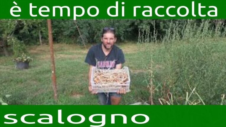 Scalogno: scopri il momento perfetto per la raccolta!