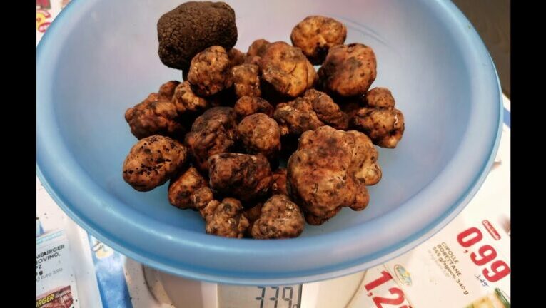 Il segreto del tartufo marzuolo: scopri il suo prezzo sorprendente!