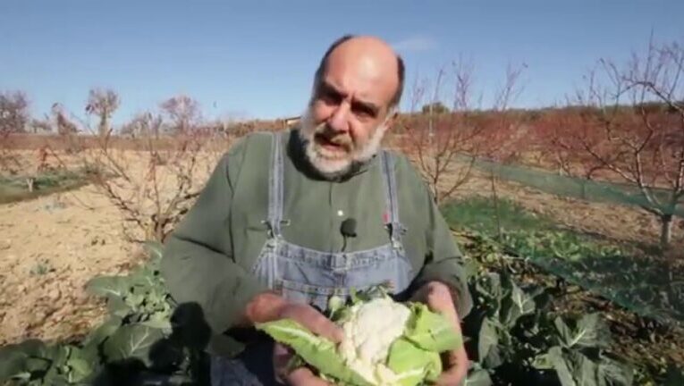Il delizioso segreto del radicchio di campo bollito: un’esplosione di sapore in 70 caratteri!