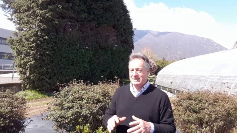 L’Insospettabile Larbusto della Tapioca: Un Miracolo Nutrizionale da Scoprire