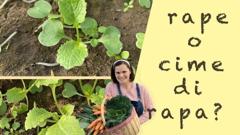 Cime di rapa e friarielli: la verità svelata su due delizie culinarie!